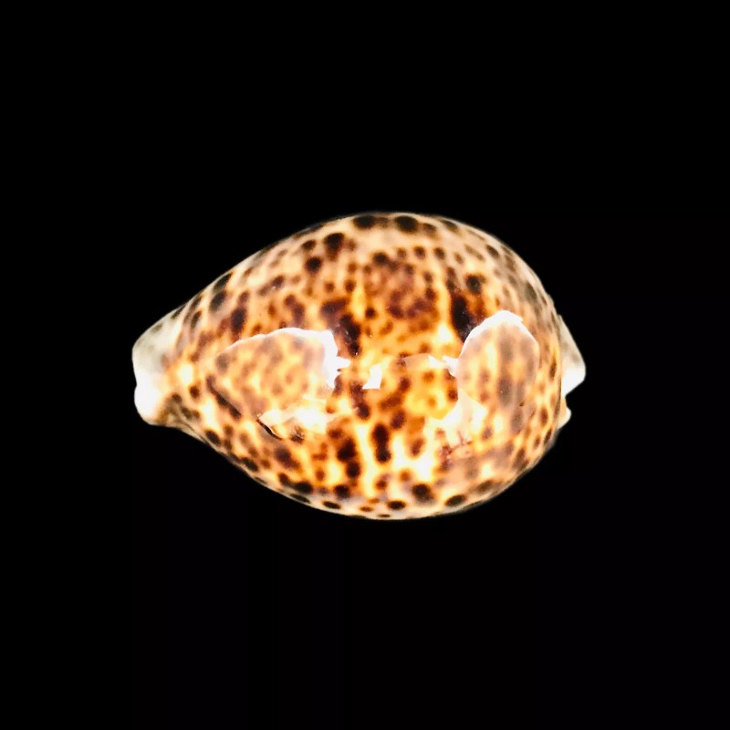 Polished Tiger Cowrie Sea Shell Premium Quality Rare Unique Sea