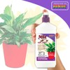 Bonide Captain Jack's Mite-X for Houseplants, 12 oz Ready-to-Use Spray