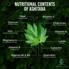 Holistic Bin Japanese Ashitaba Powder – Made with Ashitaba Leaves