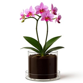 Toyosport Clear Planter with Tray, 6 in / 15 .24 cm Acrylic Orchid Pot, Transparent Flower Plant Nursery Pot with Drainage Holes, Ideal Gift