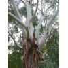 Fresh Lemon-Scented Gum (Eucalyptus citriodora), 50 seeds