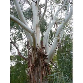 Fresh Lemon-Scented Gum (Eucalyptus citriodora), 50 seeds