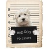 Maltese Dog Mugshot Bad Dog Car Bumper Magnet, Magnetic for