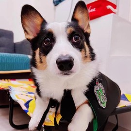 ANIAC - Juego de 3 piezas de disfraz de perro de Halloween con capa de mago y corbata, disfraz de Halloween para cachorros, academia, mago, cosplay para gatito, gatos pequeños (negro + verde, L)