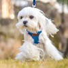 PUPTECK Dog Harness and Leash Set Small Sized, Step-in Cute
