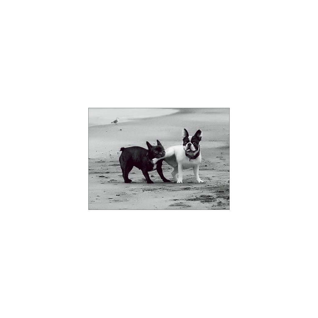 2 Dogs On Beach Funny Anniversary Card
