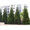 20 Thuja Green Giant Arborvitae Trees/Shrubs - 6-12" Tall Seedlings