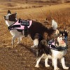 No Pull Dog Harness Small Medium Sized Dog, Service Dog