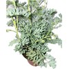 Botanica la Marina RUDA RUE Full Plant with rooth, green