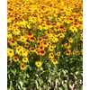 TomorrowSeeds - Gloriosa Daisy Seeds - 4500+ Count - for