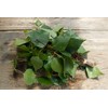 Health Embassy Common Birch Leaf Tea | Betula pendula L