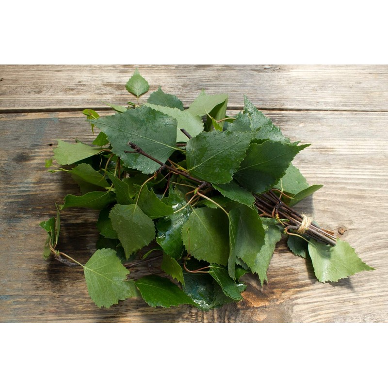 Health Embassy Common Birch Leaf Tea | Betula pendula L