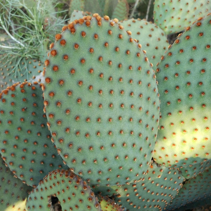 Opuntia microdasys rufida Cutting