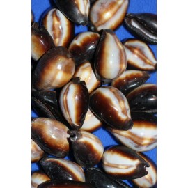 Shorely Yours Cypraea Onyx Seashells,Sail - 80 shells $82.98