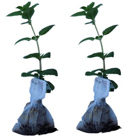 Generic Ginger Mint Plants. Live, Fragrant, Fresh, Edible. Easy Grow. Indoor/Outdoor. (2 Ginger Mint sacs)