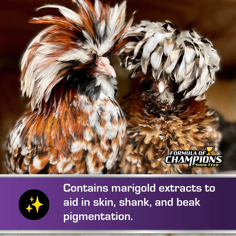 Formula of Champions Fancy & Feathered Show Bird Mini Pellet,