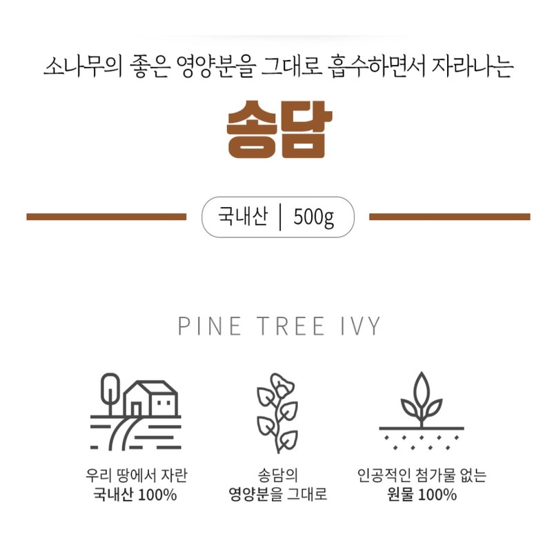 Domestic Songdam 500mg Songdam Effects / 국내산 송담 500mg 송담효능