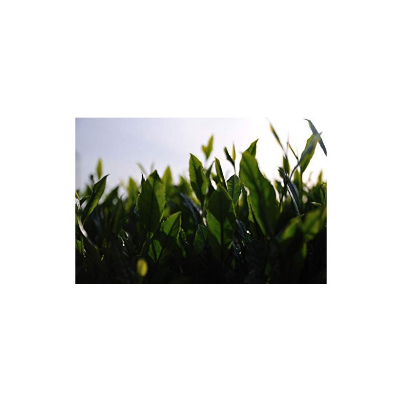 The Tao of Tea, Yuzu Matcha, 3 Ounce
