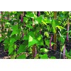 Tenax 100522964 Hortonova Plant Trellis Net White 48inx16ft