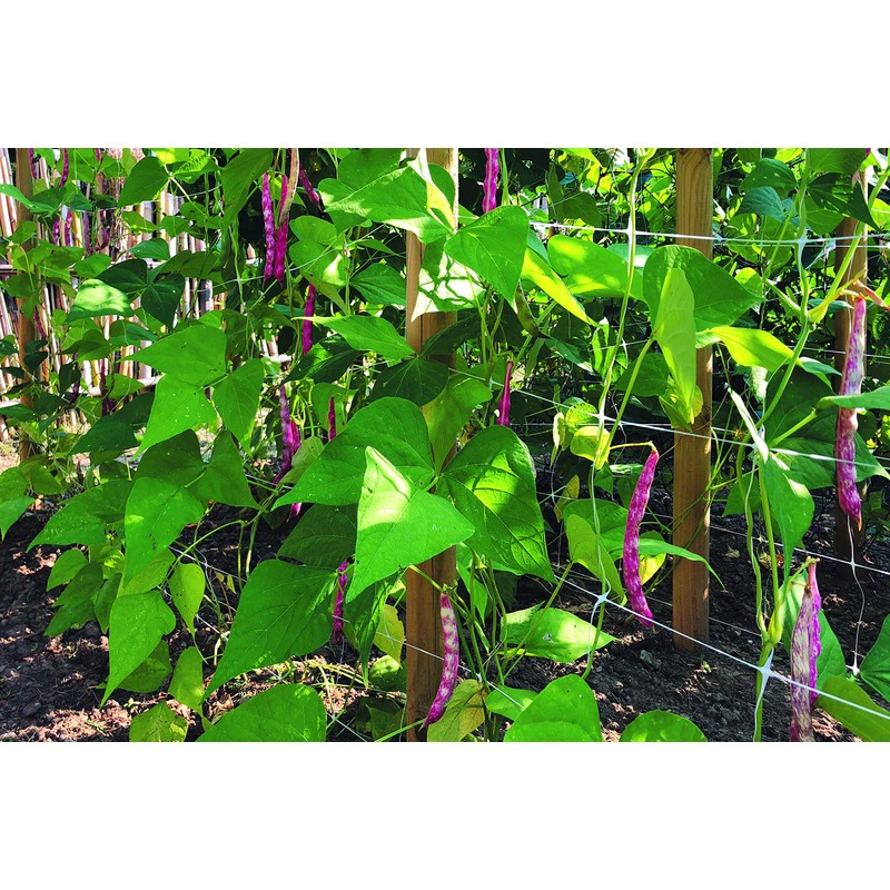 Tenax 100522964 Hortonova Plant Trellis Net White 48inx16ft