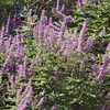 Generic Shoal Creek Vitex Or Chastetree, Violet Flowering, Aromatic, Heat