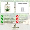 SaatPur Pimpinelle Seeds for Approx. 90 Plants Meadow Button Green