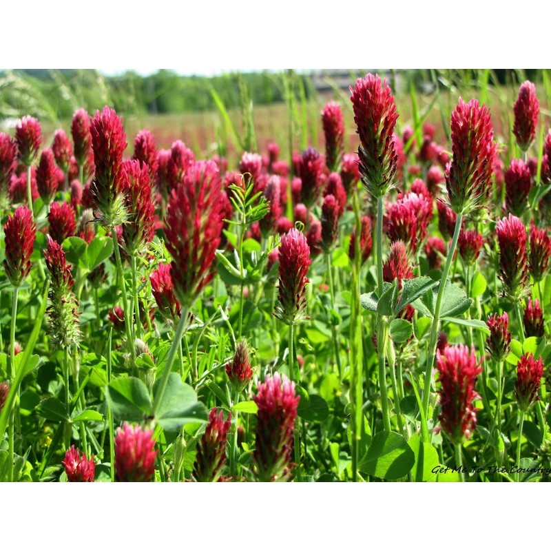 1,400 Red Crimson Clover Seeds for Planting 7 Grams Trifolium