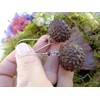 ⊱✿ EXOTISCHE BAUMNUSS OHRRINGE IN DUNKELBRAUN✿⊰⊹ lange Kidney - Haken