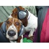 Mutt Muffs DDR337 Hearing Protection for Dogs, Black, Medium (Not