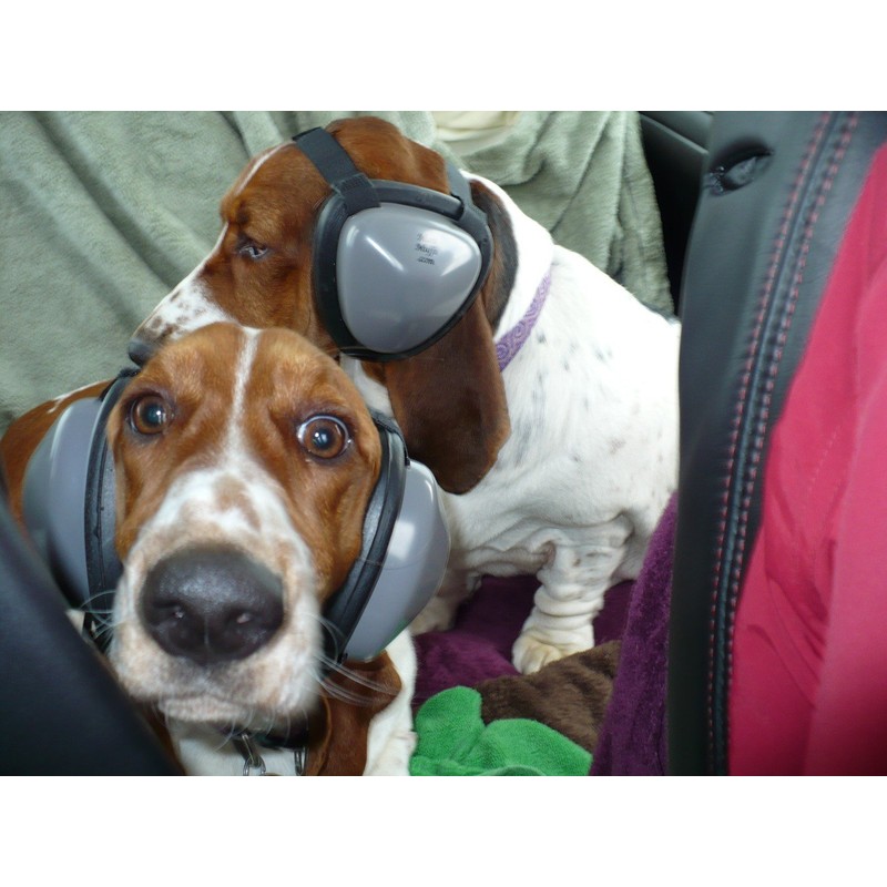 Mutt Muffs DDR337 Hearing Protection for Dogs, Black, Medium (Not
