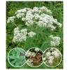 EdenWilds Boneset Wildflower 50+ Seeds ~ Native ~Eupatorium perfoliatum *Free