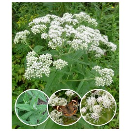 EdenWilds Boneset Wildflower 50+ Seeds ~ Native ~Eupatorium perfoliatum *Free US Shipping