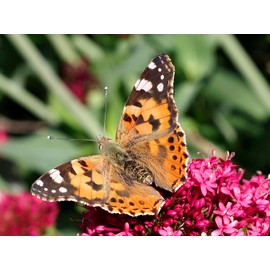Insect Lore Giant Butterfly Garden with Voucher | 18 Inch Habitat | Life Cycle Figurines Included | Voucher to Redeem 5 Baby Caterpillars Later | Raise Painted Lady Butterflies