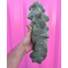 Cactus totem pole obesa cactus | Cactus Cuttings 9.5”-12”
