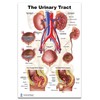 Kidney, Urinary and Bladder System Poster, Size 24Wx36T
