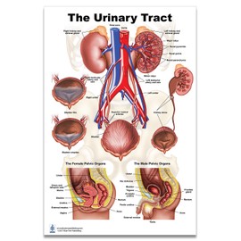 Kidney, Urinary and Bladder System Poster, Size 24Wx36T