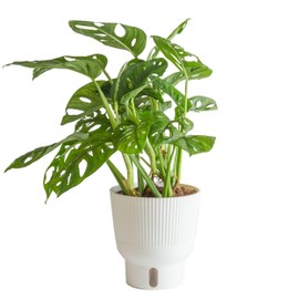 Costa Farms Little Monstera Plant, Easy to Grow Houseplant, Live Indoor Plant Potted in Cute Garden Plant Pot, Potting Soil, Housewarming Gift, Home, Office, and Tropical Room Decor, 12-Inches Tall