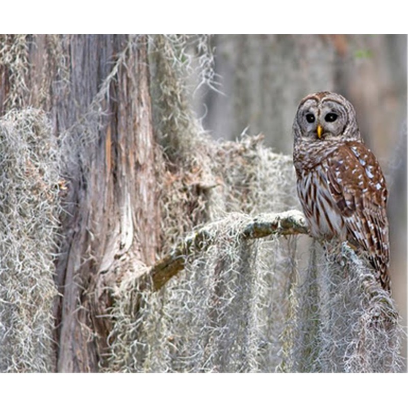 Fresh Spanish Moss for Crafts, displays, Costumes, and Floral Arrangements