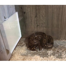 Infrared Heater for Chicks & Pets, Overhead 11x16, 50 Watt