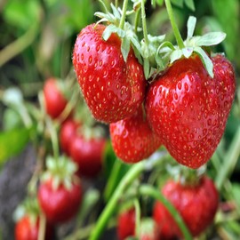 Sparkle June Bearing 10 Live Strawberry Plants, Non GMO,