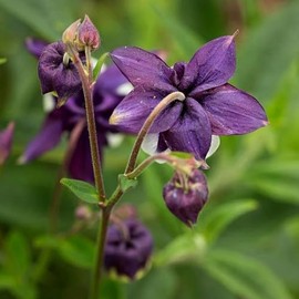 Columbine Flower Seeds to Plant - 1000+ Columbine Seeds Non-GMO Heirloom Flower Seeds - Beautiful Perennial Flowers