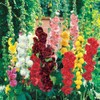 200 Hollyhock Flower Seeds Chater’s Double Mix Alcea Rosea