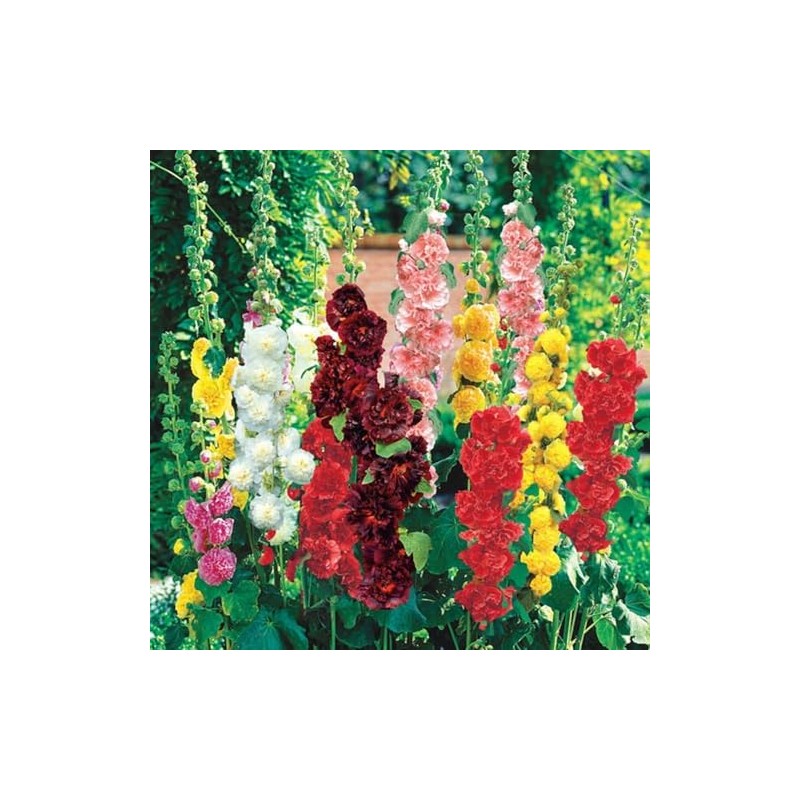 200 Hollyhock Flower Seeds Chater’s Double Mix Alcea Rosea