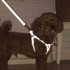 Petio Dog Leash Flash Soft Lead, SS, Black