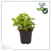 Live Aromatic and Edible Herb - Lemon Balm (4 Per