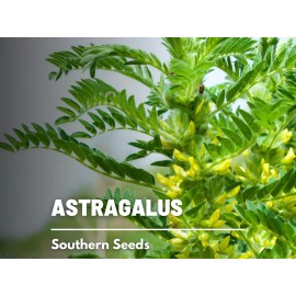 Fresh Astragalus - Huang Qi - 25 Seeds, Heirloom Herb (Astragalus membranaceus)