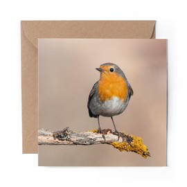 1 x Greeting Card Red Robin Bird Garden Cute - Blank Birthday Celebration Anniversary #2062