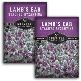 Lamb's Ear Seeds for Planting - 2 Packets with Instructions to Plant and Grow Shade and Drought Tolerant Wooly Betony in Your Home Garden - Non-GMO Heirloom Variety - Survival Garden Seeds