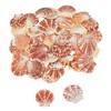 Pecten Macarensis Seashells 2 Lbs - Crafts for Kids and Fun Home Activities