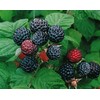 Jack's Back 40 2 Jewel - Black Raspberry Plant - Everbearing - All Natural Grown - Ready for Fall Planting